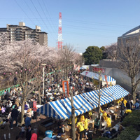 町田市成瀬「さくら祭り」