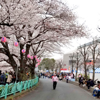 2019町田さくらまつり